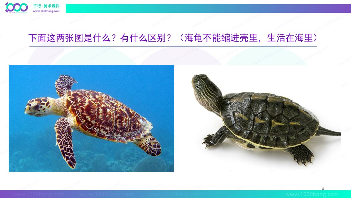1,让小朋友们了解小乌龟的生长环境,外形特征,体验不同形式的绘画